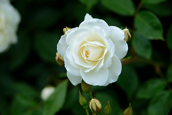 濃い緑の葉を背景に咲く白色の薔薇の花。