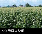 r６-８８００　トウモロコシ畑