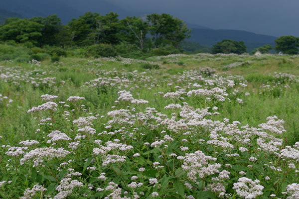 高原に群生するヨツバヒヨドリの花 フリー写真素材　画像6
