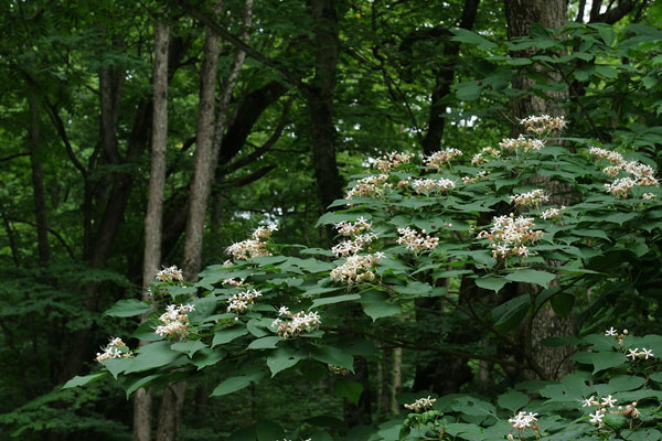 クサギ　花期7月8月9月 森林山野 木の花　無料写真素材　画像3