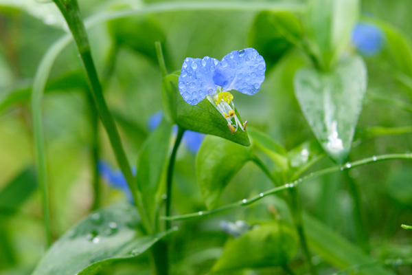 ツユクサの花 夏 青色 水滴についたツユクサの花 フリー素材 無料写真素材 画像4 