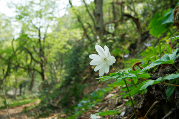 キクザキイチリンソウ　白い花　画像1　無料写真素材「花ざかりの森』