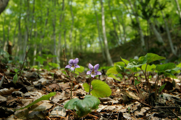 新緑のブナ林で咲くタチツボスミレの花　画像1　無料写真素材