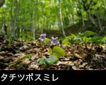タチツボスミレの花、新緑のブナの森に咲く草花、無料写真素材