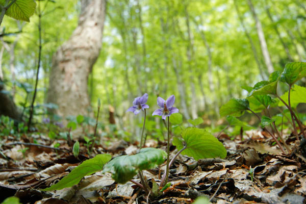春の山野草 スミレの花（タチツボスミレ）画像2　無料写真素材 フリー