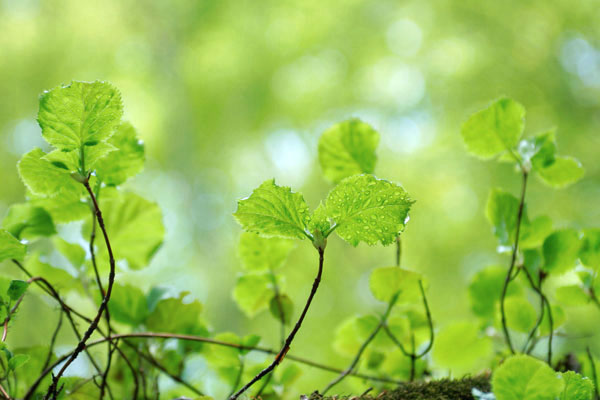 若葉 開葉 画像3 水滴 新緑 無料写真素材フリー