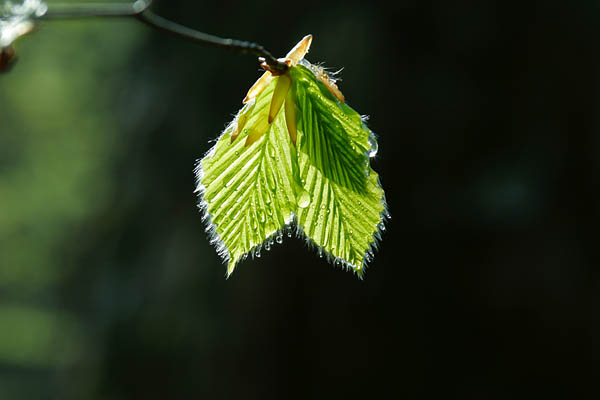 ブナの開葉 若葉 芽吹き 水滴　無料写真素材　画像1