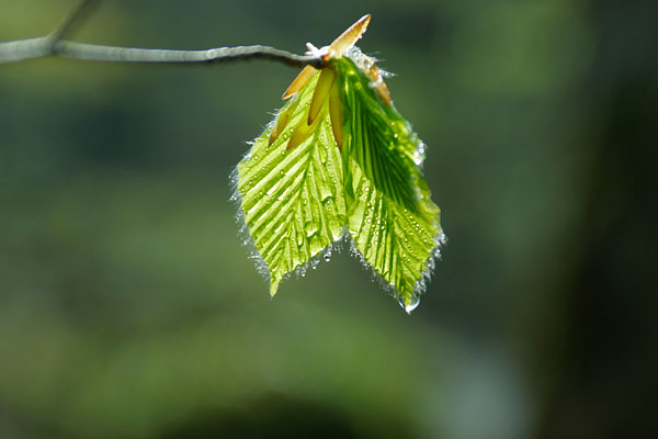 水滴のついたブナの若葉 開葉 　無料写真素材フリー　画像3