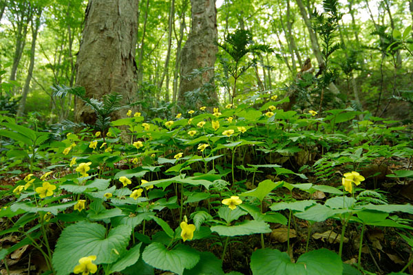 山野草 黄色いすみれの花　オオバキスミレ　フリー写真素材　画像1
