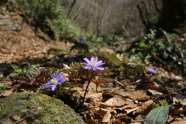 　春の花キクザキイチゲ　画像1　無料写真素材　ストックフォト 　