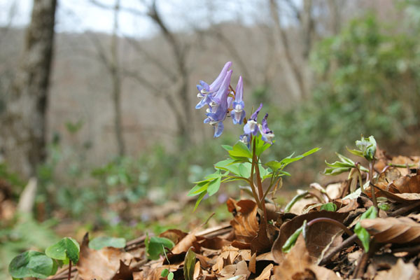 春の山野草　エゾエンゴサク　薄紫 水色小さな草花　無料写真素材 フリー