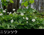 ニリンソウ、春の森林山野に咲く白い花、無料写真素材ストックフォト