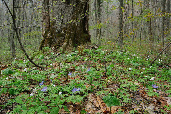 春 草花が芽吹き花が咲く森林 3〜5月 山地 画像8 無料写真素材 フリー