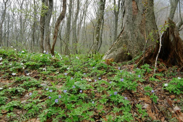 春の森林に咲くキクザキイチゲ　画像5　フリー写真素材　