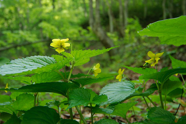 「オオバキスミレ」森に咲く黄色い小さな花 フリー写真素材　画像3
