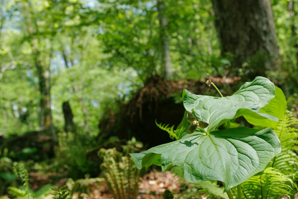 無料写真素材 ストックフォト 森林に咲く花エンレイソウ