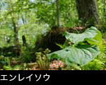 無料写真素材 森林に咲く花エンレイソウ