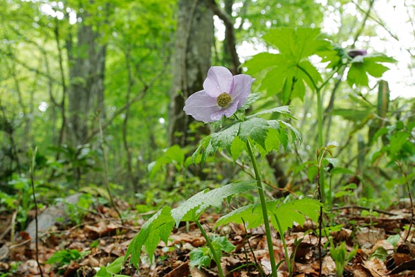 シラネアオイ 花 山地 林内 7センチ程の淡い紫色の花 初夏 フリー写真素材 画像1