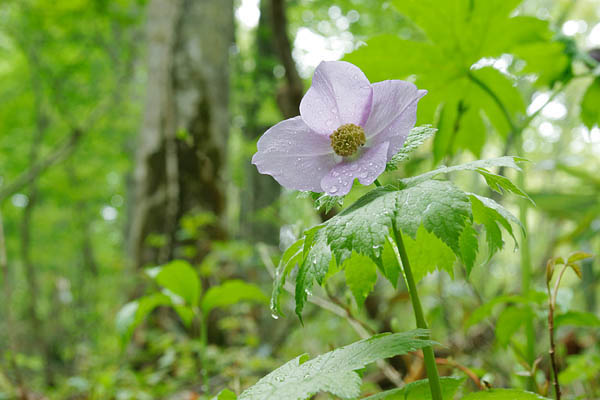 山野草 シラネアオイ 花のアップ水滴 ブナの森 初夏の壁紙 無料写真素材 画像2