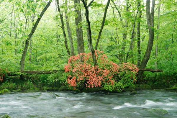 奥入瀬渓流 画像7 萌黄色の森林 朱赤のヤマツツジ 清流 無料写真素材