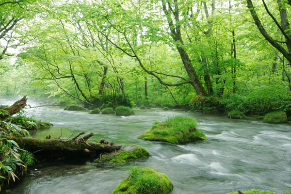 奥入瀬渓流 画像8 萌黄色の森林 新緑の木立 清流 5月 無料写真素材