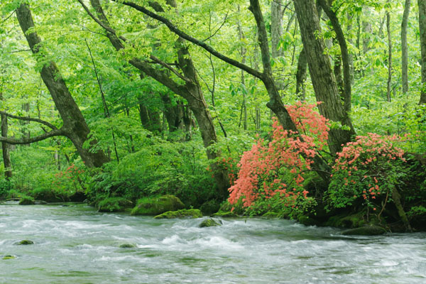 奥入瀬渓流 画像10 萌黄色の森林 川縁のヤマツツジ 森を流れる川 フリー 写真素材