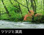 ツツジ咲く新緑の森と奥入瀬渓流 無料写真素材