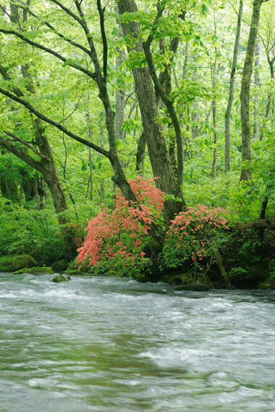 奥入瀬渓流 画像11 新緑の森林 ヤマツツジの赤 森を流れる清流 フリー 写真素材