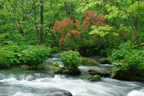 奥入瀬渓流 画像13 ヤマツツジの赤い花 青森県 フリー 写真素材