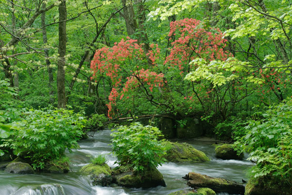 奥入瀬渓流 画像14 ヤマツツジの赤い花 水辺の植物 青森県 無料写真素材