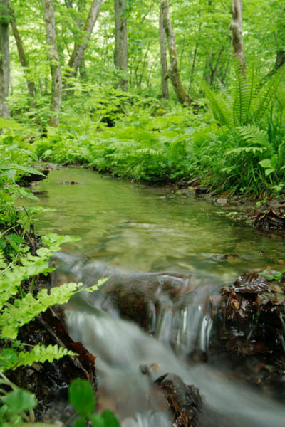 新緑の森を流れる小川 画像1　無料写真素材