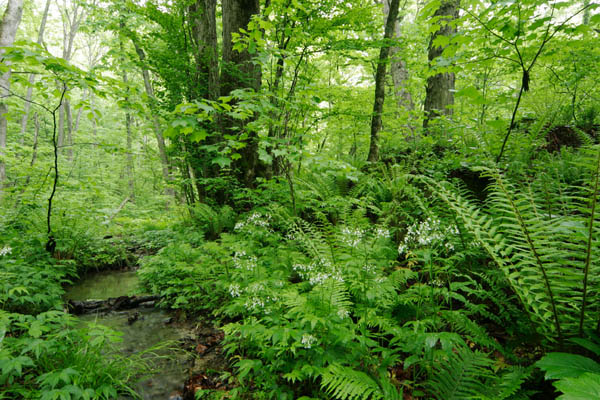 新緑 萌黄色の森林を流れる小川 せせらぎ 画像2 大木 白い草花 無料写真素材フリー