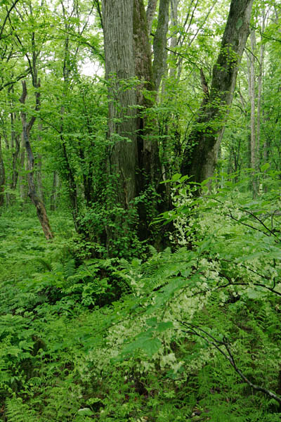 カツラ巨木とツリバナ　無料写真　フリー素材　 画像1