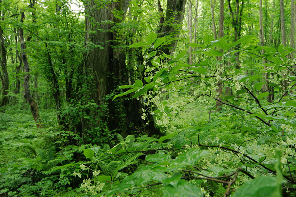 カツラとツリバナ　フリー写真素材　 画像2「花ざかりの森」