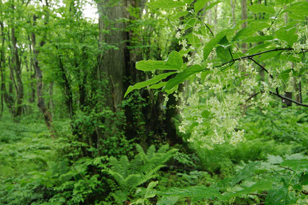 カツラ巨木とツリバナの花 長い柄に吊り下る白い小さな花 新緑の森林 フリー写真素材 画像3
