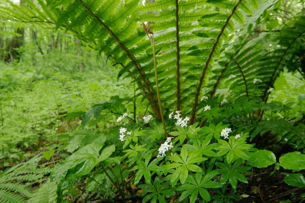 森林に咲く白い花「クルマパソウ」夏の山野草　無料写真素材フリー　画像1
