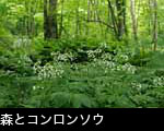 白いコンロンソウの花が咲く新緑の森林