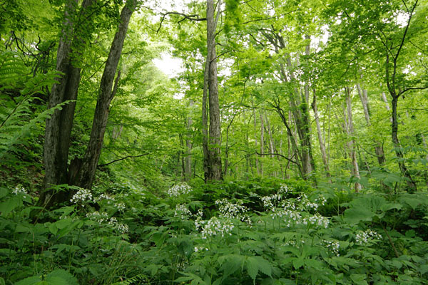 コンロンソウの花が咲く初夏の森 山地 湿地 白い草花 フリー写真素材 画像3