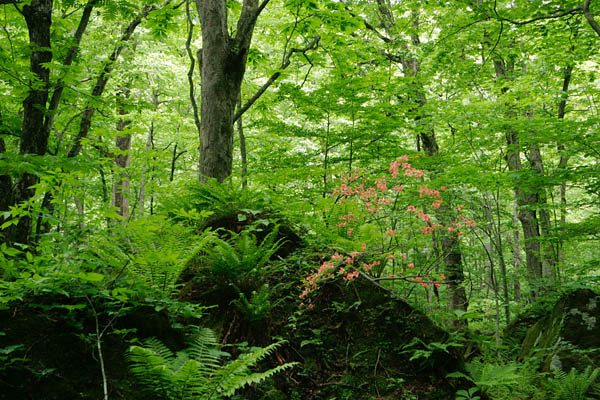 ヤマツツジと森林 山地 朱赤の花 低木　フリー写真素材　画像9