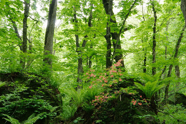ヤマツツジと新緑の広葉樹林 無料写真素材　画像10