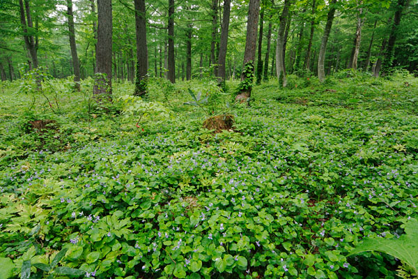 森林に咲くタチツボスミレの花 群生　画像1　フリー写真素材