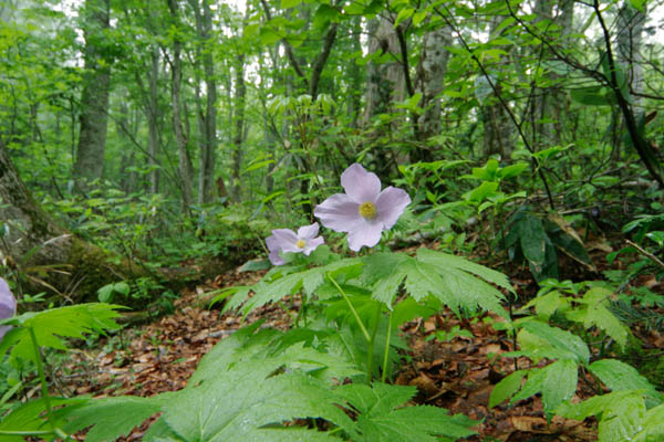無料写真素地ストックフォト夏の森林に咲く薄紫の花「シラネアオイ」　画像3