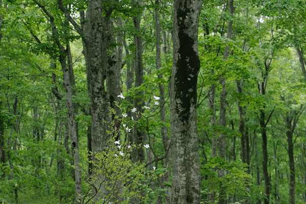 5月森林に咲く白い木の花 コブシ フリー写真素材　