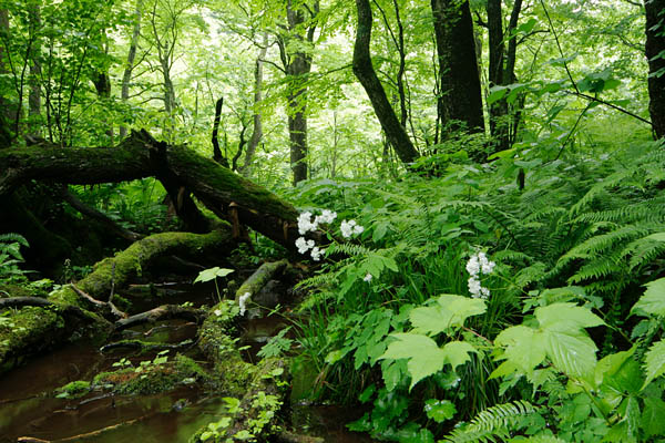 夏 小さな白い花 山野草「ミヤマカラマツ」画像3 　写真 フリー素材 