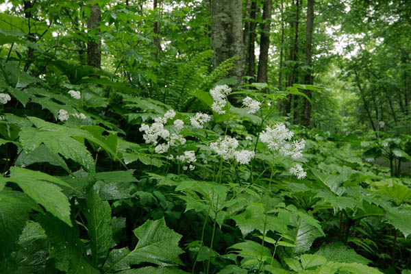 「ミヤマカラマツ」山野草 山地 高山 5月6月7月8月松葉 糸のような白い花 画像