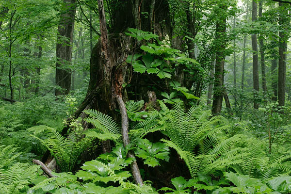 カツラ巨木とヤグルマソウ 無料写真素材　画像4