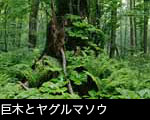 カツラ巨木とヤグルマソウ 写真素材