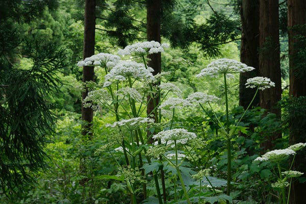 「オオハナウド」山地 森林 5月6月7月8月 大型円形の白い花 無料写真素材 画像1