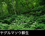 夏の森林に咲く白い花 ヤグルマソウ フリー写真素材