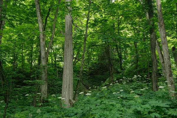 林内に群生する「オオハナウド」無料写真素材　画像3